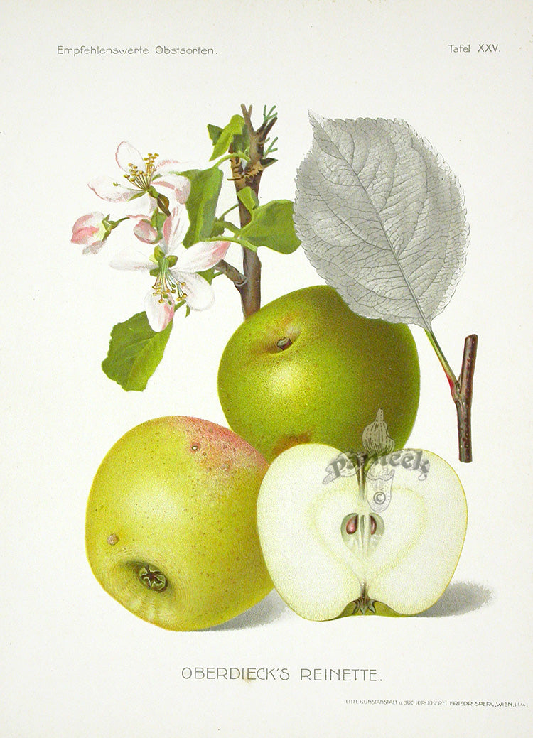 Antique Apple & Pear Prints by Pfeiffer 1912 Oberdieck