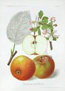 Antique Apple & Pear Prints by Pfeiffer 1912 Orleans Reinette - Panteek Antique Prints