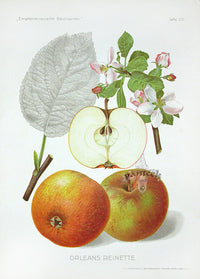Antique Apple & Pear Prints by Pfeiffer 1912 Orleans Reinette - Panteek Antique Prints