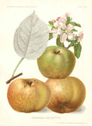 Antique Apple & Pear Prints by Pfeiffer 1912 Reinette - Panteek Antique Prints