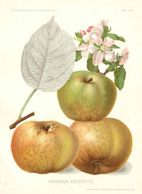 Antique Apple & Pear Prints by Pfeiffer 1912 Reinette - Panteek Antique Prints