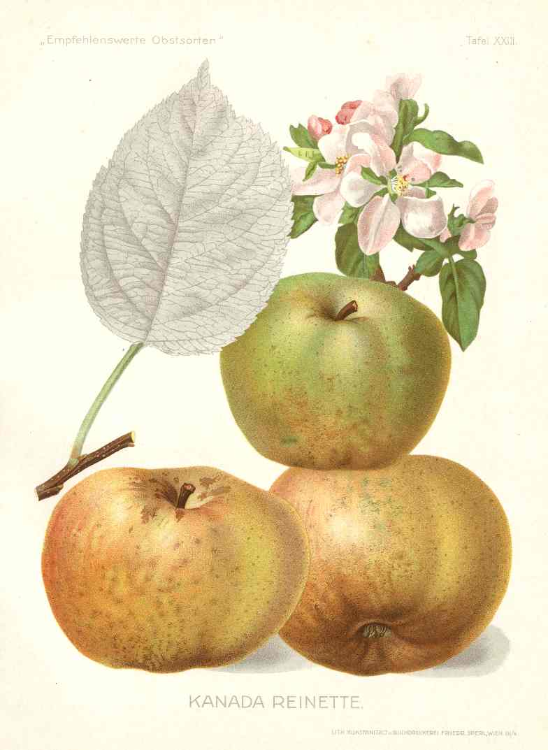 Antique Apple & Pear Prints by Pfeiffer 1912 Reinette