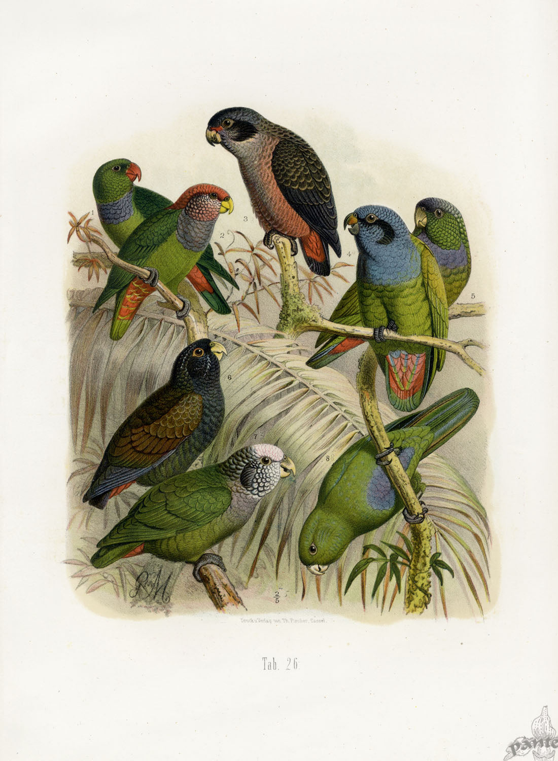 Anton Reichenow Parrot Prints Azure-bellied Parrot