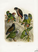 Anton Reichenow Parrot Prints Azure-bellied Parrot - Panteek Antique Prints