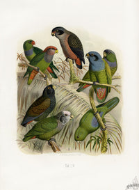 Anton Reichenow Parrot Prints Azure-bellied Parrot - Panteek Antique Prints
