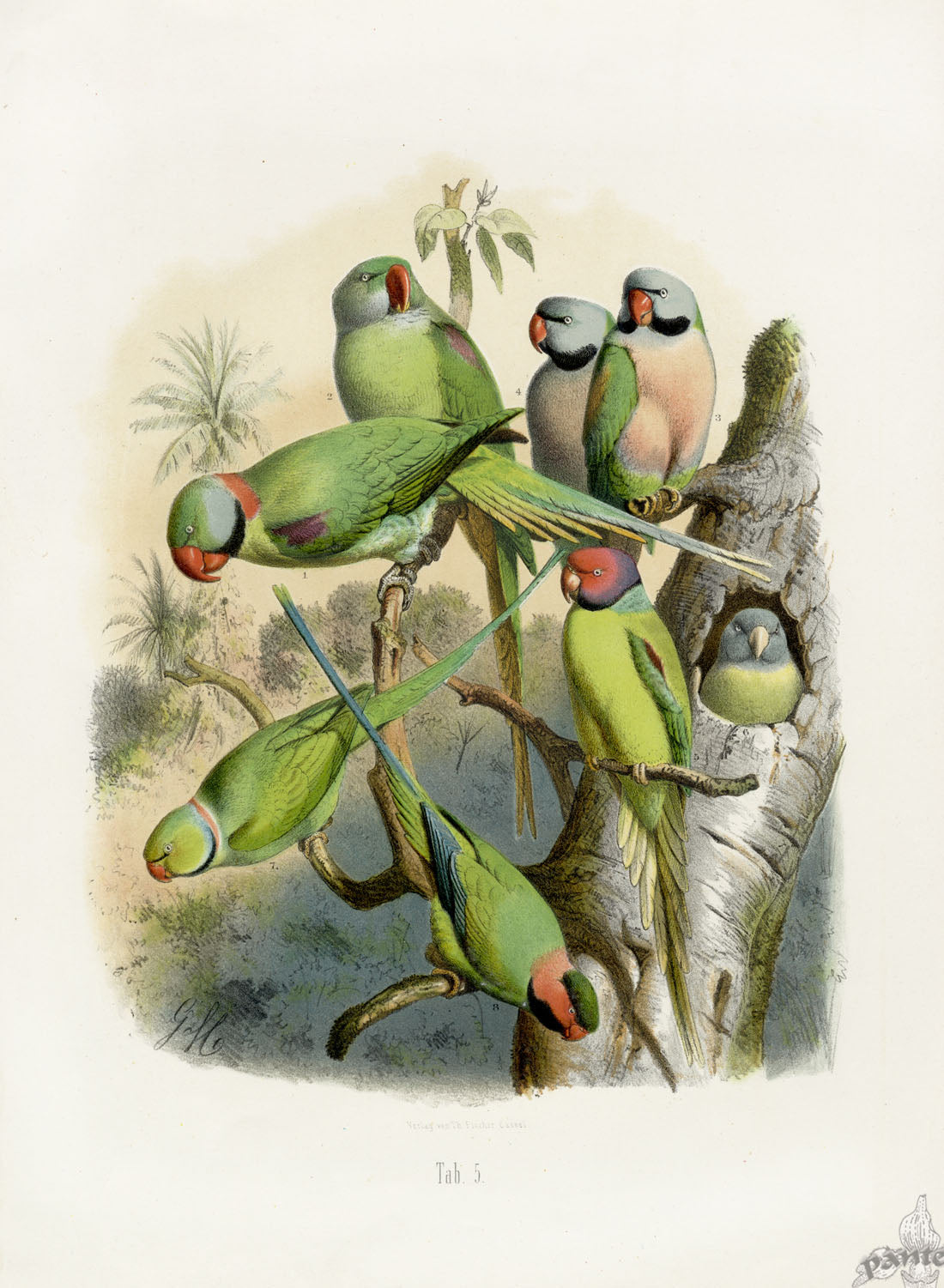 Anton Reichenow Parrot Prints Blossom-headed Parakeet