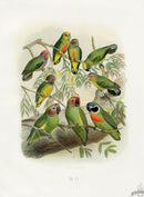 Anton Reichenow Parrot Prints Double-eyed Parakeet - Panteek Antique Prints
