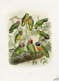 Anton Reichenow Parrot Prints Double-eyed Parakeet - Panteek Antique Prints