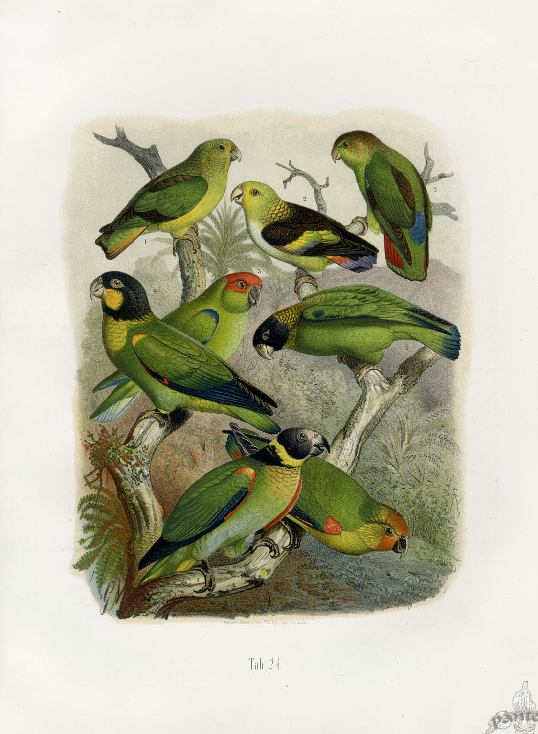 Anton Reichenow Parrot Prints Golden-tailed Parrot