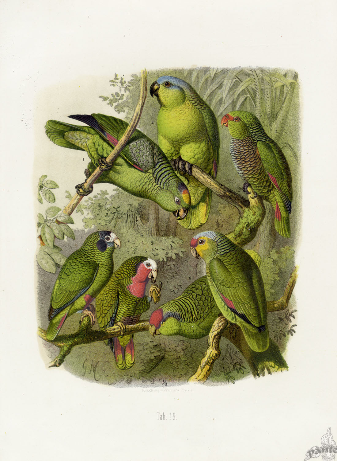 Anton Reichenow Parrot Prints Mealy Amazon
