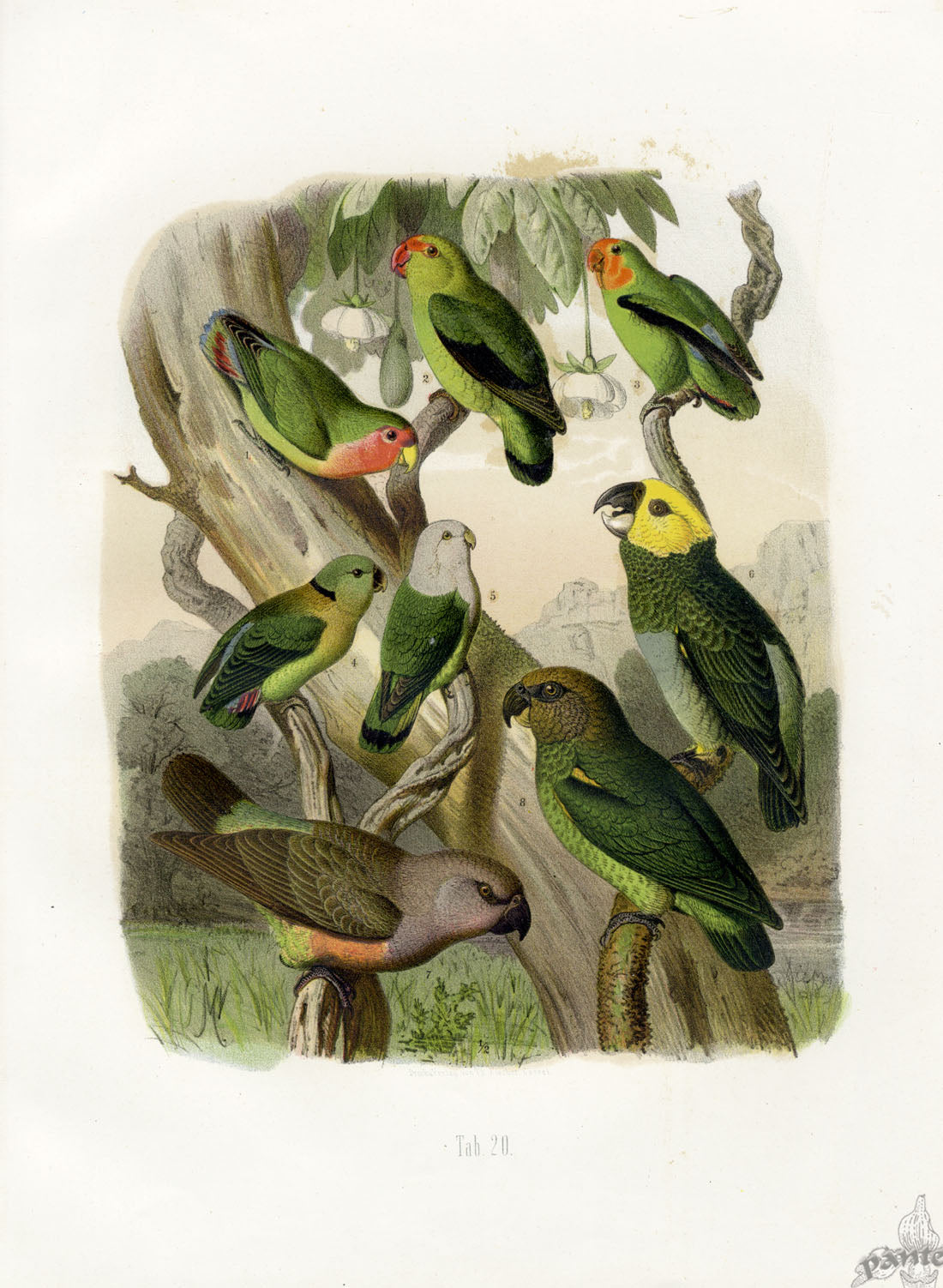 Anton Reichenow Parrot Prints Rosy-faced Love-bird