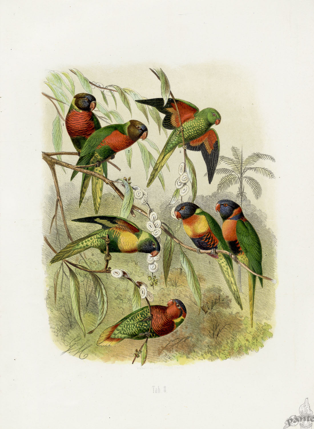 Anton Reichenow Parrot Prints Scaly-breasted Parakeet,