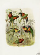 Anton Reichenow Parrot Prints Scaly-breasted Parakeet, - Panteek Antique Prints