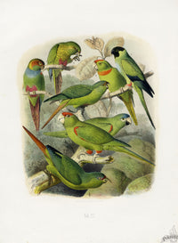 Anton Reichenow Parrot Prints Slight-billed Parrakeet - Panteek Antique Prints