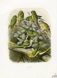 Anton Reichenow Parrot Prints Yellow-cheeked Conure - Panteek Antique Prints
