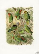 Anton Reichenow Parrot Prints Yellow-throated Hanging Parakeet - Panteek Antique Prints