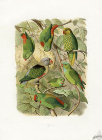 Anton Reichenow Parrot Prints Yellow-throated Hanging Parakeet - Panteek Antique Prints
