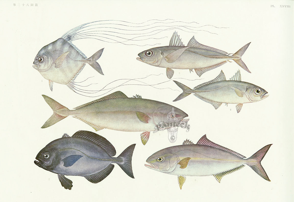 Aquatic Fish Pacific African Pompano, White Trevally, Amberjack