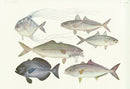 Aquatic Fish Pacific African Pompano, White Trevally, Amberjack - Panteek Antique Prints