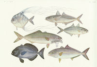 Aquatic Fish Pacific African Pompano, White Trevally, Amberjack - Panteek Antique Prints