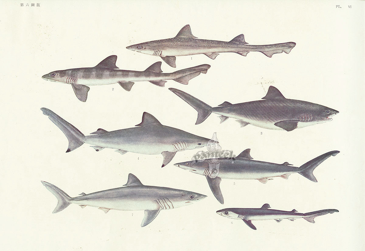 Aquatic Fish Pacific Bleeker, Banded Houndshark