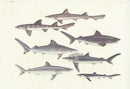 Aquatic Fish Pacific Bleeker, Banded Houndshark - Panteek Antique Prints