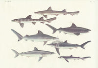 Aquatic Fish Pacific Bleeker, Banded Houndshark - Panteek Antique Prints