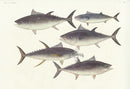 Aquatic Fish Pacific Bluefin Tuna, Yellowfin Tuna - Panteek Antique Prints