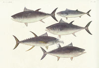 Aquatic Fish Pacific Bluefin Tuna, Yellowfin Tuna - Panteek Antique Prints