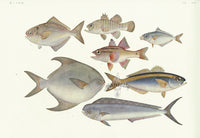 Aquatic Fish Pacific Butterfish, Cardinalfish, Dolphinfish - Panteek Antique Prints