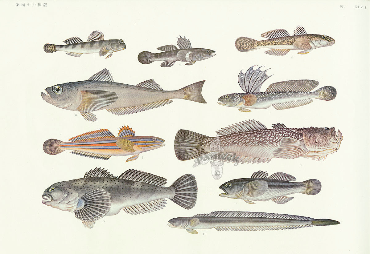 Aquatic Fish Pacific Chinese Mudskipper, Goby, Japanese Sandfish