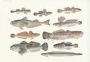 Aquatic Fish Pacific Chinese Mudskipper, Goby, Japanese Sandfish - Panteek Antique Prints