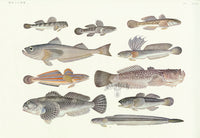 Aquatic Fish Pacific Chinese Mudskipper, Goby, Japanese Sandfish - Panteek Antique Prints