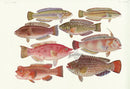 Aquatic Fish Pacific Cocktail Wrasse, Red Snapper, Bambooleaf Wrasse - Panteek Antique Prints