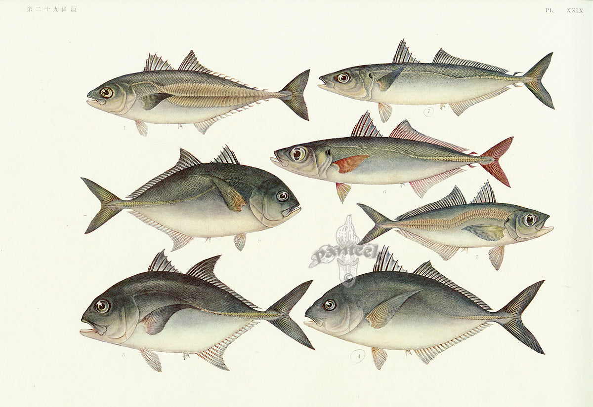 Aquatic Fish Pacific Cod Blue Maori, Bigeye Trevally