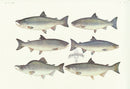Aquatic Fish Pacific Dog Salmon, Pink Salmon, Sockeye Salmon - Panteek Antique Prints
