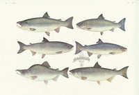 Aquatic Fish Pacific Dog Salmon, Pink Salmon, Sockeye Salmon - Panteek Antique Prints
