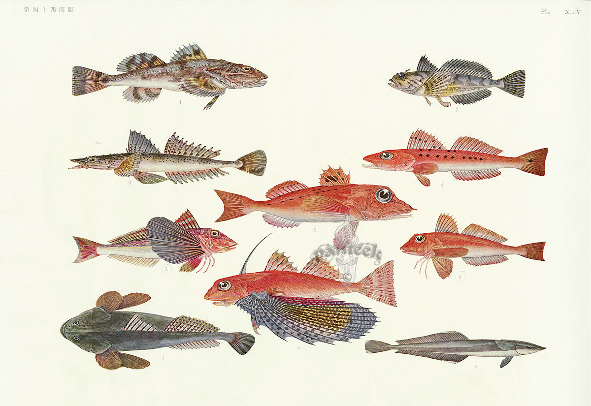 Aquatic Fish Pacific Flying Gurnard, Flathead Fish, Slender Remora