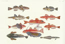 Aquatic Fish Pacific Flying Gurnard, Flathead Fish, Slender Remora - Panteek Antique Prints