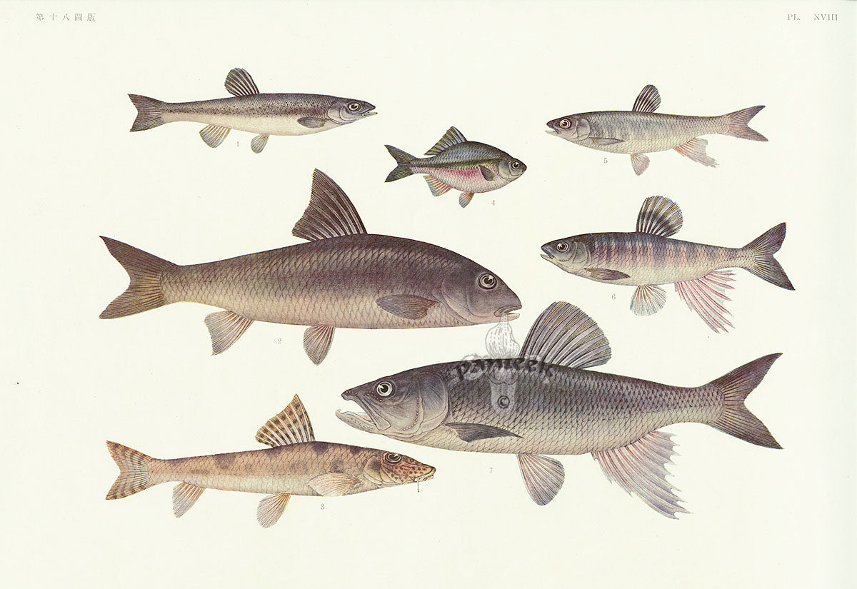 Aquatic Fish Pacific Freshwater Minnow, Pike Gudgeon