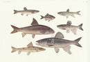 Aquatic Fish Pacific Freshwater Minnow, Pike Gudgeon - Panteek Antique Prints