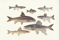 Aquatic Fish Pacific Freshwater Minnow, Pike Gudgeon - Panteek Antique Prints
