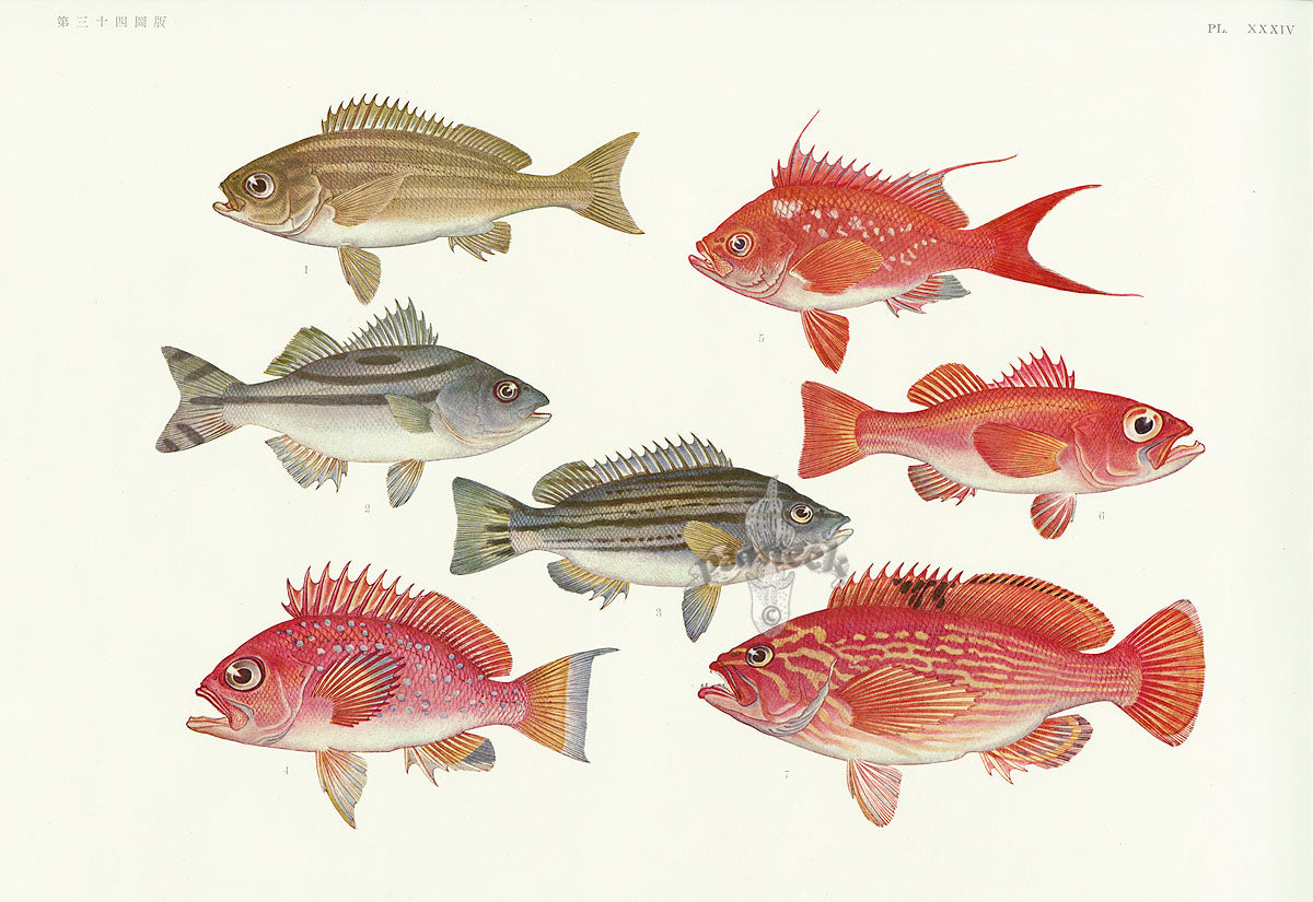 Aquatic Fish Pacific Grouper, Tiggerfish, Rosy Seabass