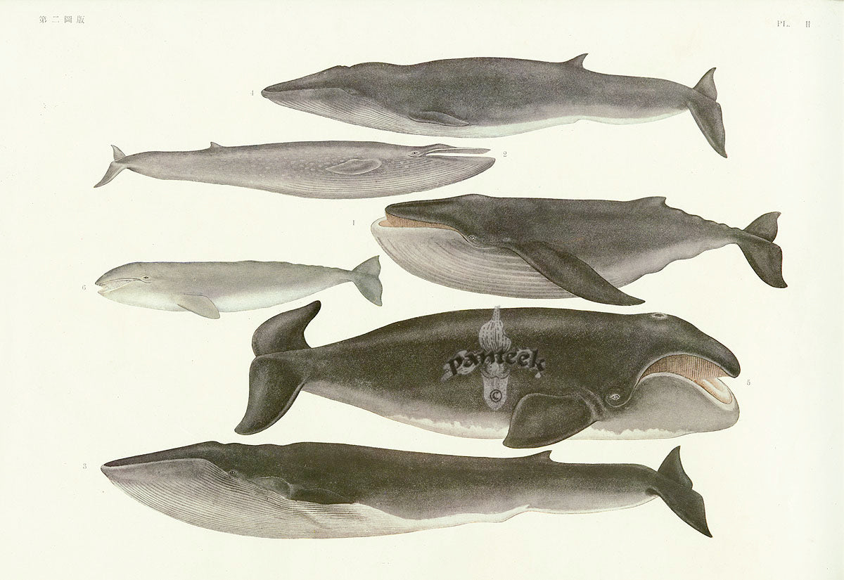 Aquatic Fish Pacific Humpback, Baleen Whales