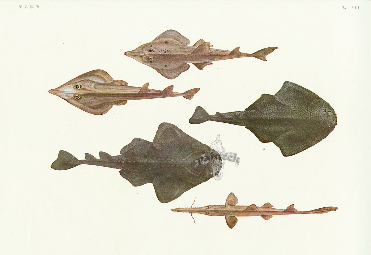 Aquatic Fish Pacific Japanese Sawshark, Japanese Angelshark
