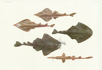 Aquatic Fish Pacific Japanese Sawshark, Japanese Angelshark - Panteek Antique Prints
