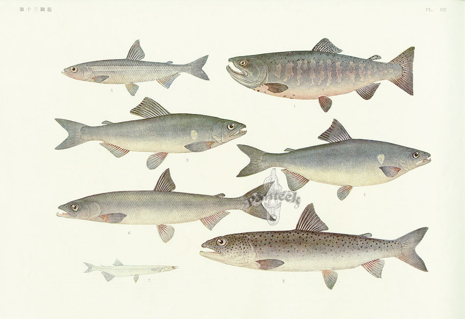 Aquatic Fish Pacific Masu Salmon, Sakhalin Taimen