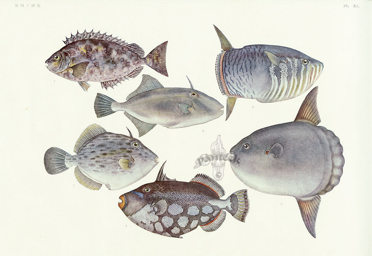 Aquatic Fish Pacific Mola Fish, Triggerfish, Sunfish | Panteek Antique ...