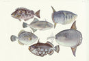 Aquatic Fish Pacific Mola Fish, Triggerfish, Sunfish - Panteek Antique Prints