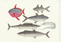 Aquatic Fish Pacific Moonfish, Spanish Mackerel, Threadfin - Panteek Antique Prints